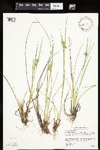 Carex michauxiana image