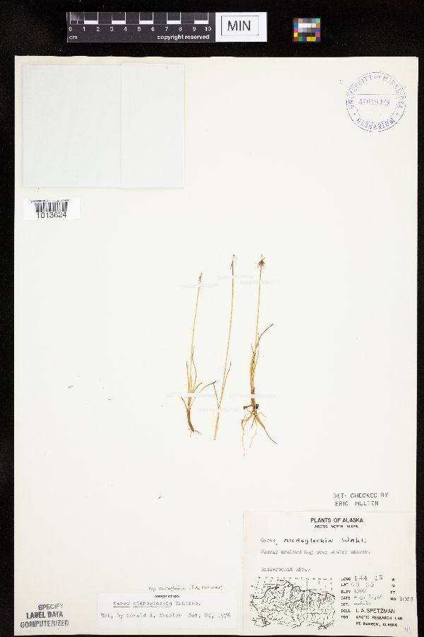 Carex microglochin subsp. microglochin image