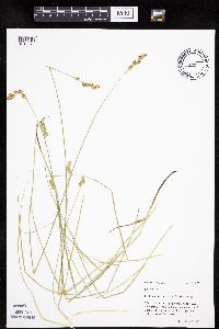 Carex molesta image