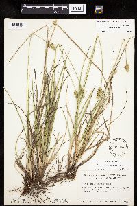 Carex muehlenbergii image