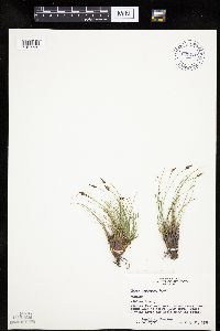 Carex nardina image