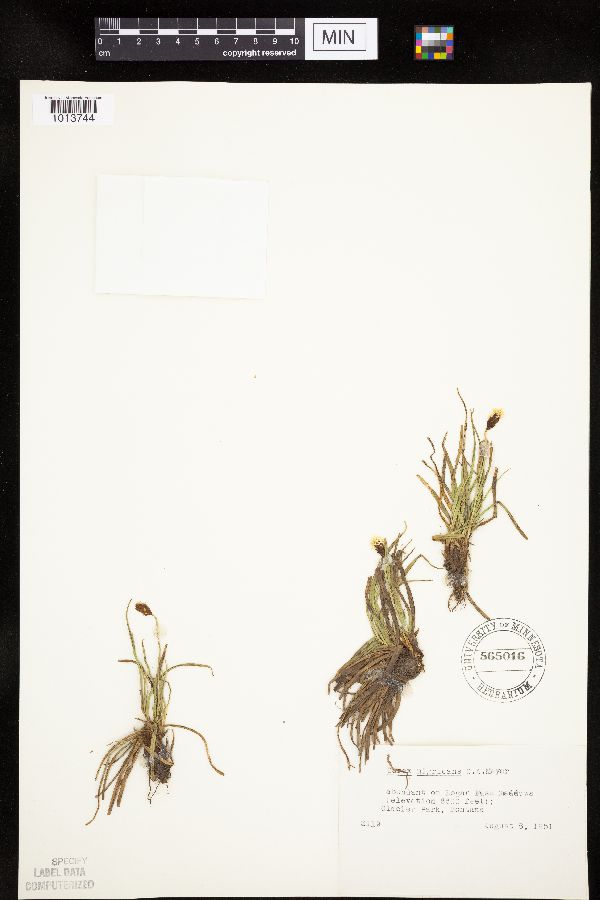 Carex nigricans image