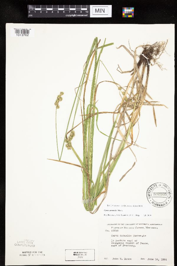 Carex normalis image