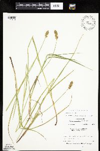 Carex normalis image