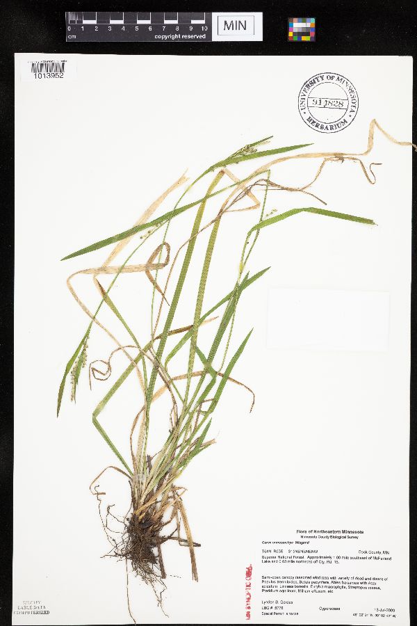 Carex ormostachya image