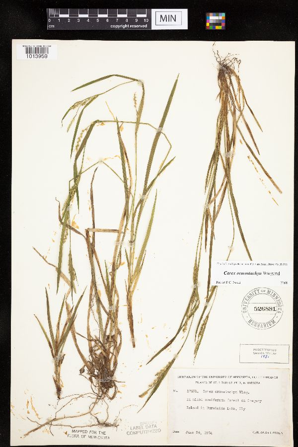 Carex ormostachya image