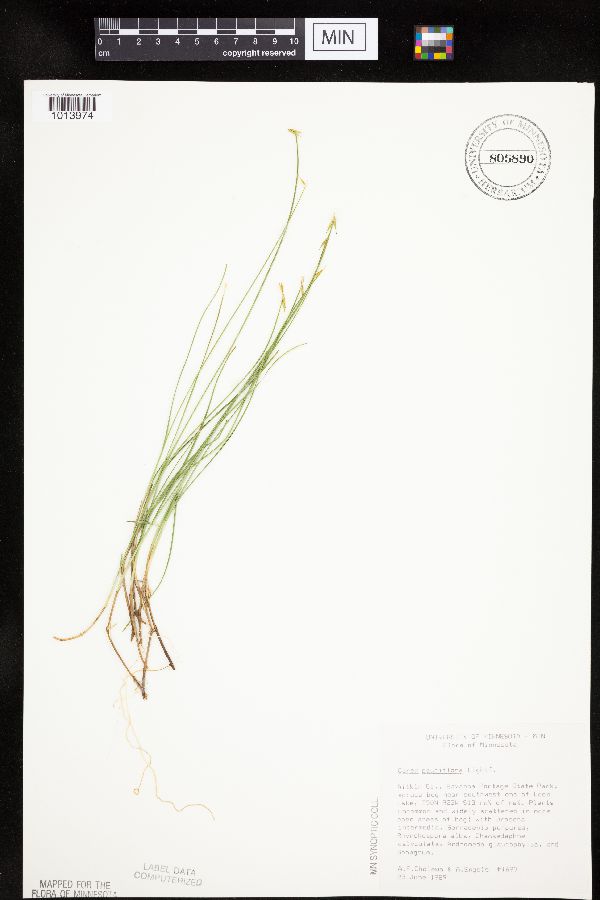 Carex pauciflora image