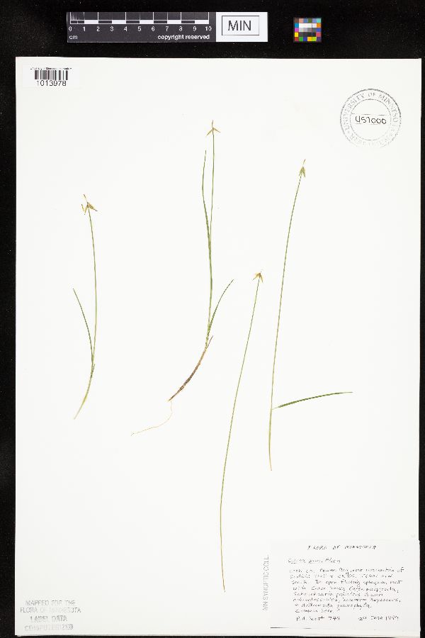 Carex pauciflora image