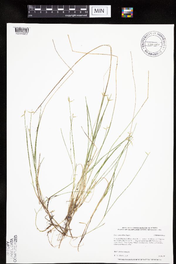 Carex pauciflora image