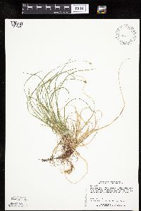 Carex peckii image