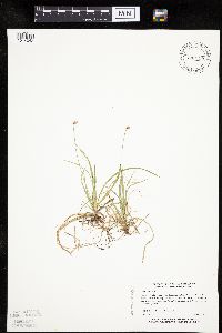 Carex peckii image