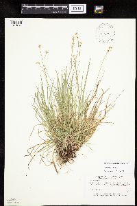 Carex peckii image