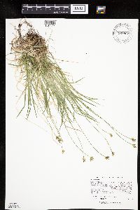 Carex peckii image