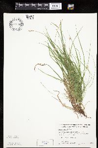 Carex peckii image