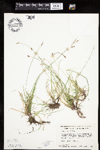 Carex peckii image