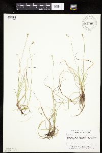 Carex peckii image