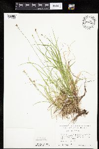 Carex peckii image