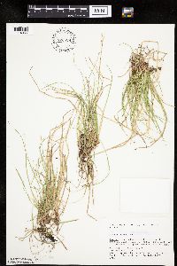 Carex peckii image