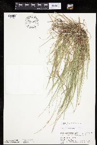 Carex peckii image