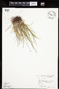 Carex peckii image