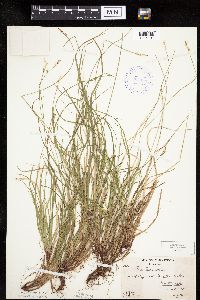 Carex peckii image