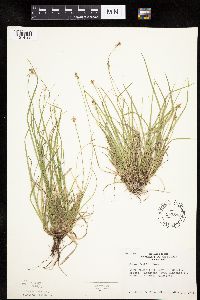 Carex peckii image