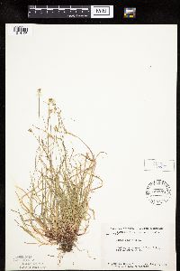 Carex peckii image