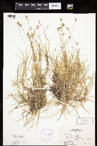 Carex peckii image