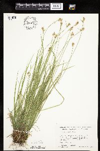 Carex peckii image