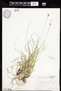 Carex peckii image