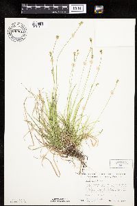 Carex peckii image