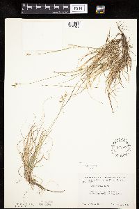 Carex peckii image