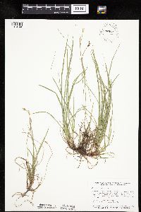 Carex peckii image