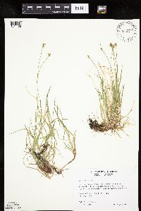 Carex peckii image