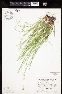 Carex peckii image