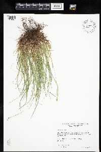 Carex peckii image