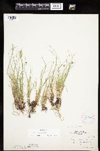 Carex peckii image