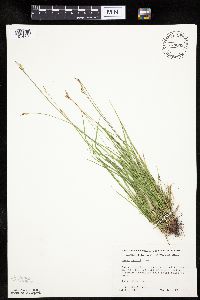 Carex peckii image