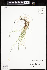 Carex peckii image