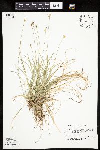 Carex peckii image