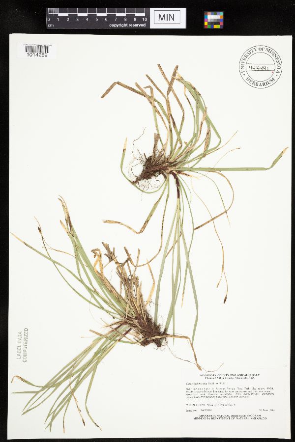 Carex pedunculata image