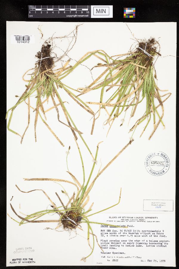 Carex pedunculata image