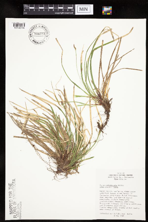 Carex pedunculata image