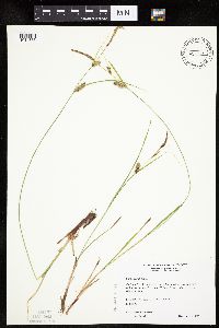 Carex pellita image