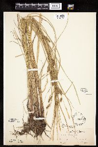 Carex pellita image