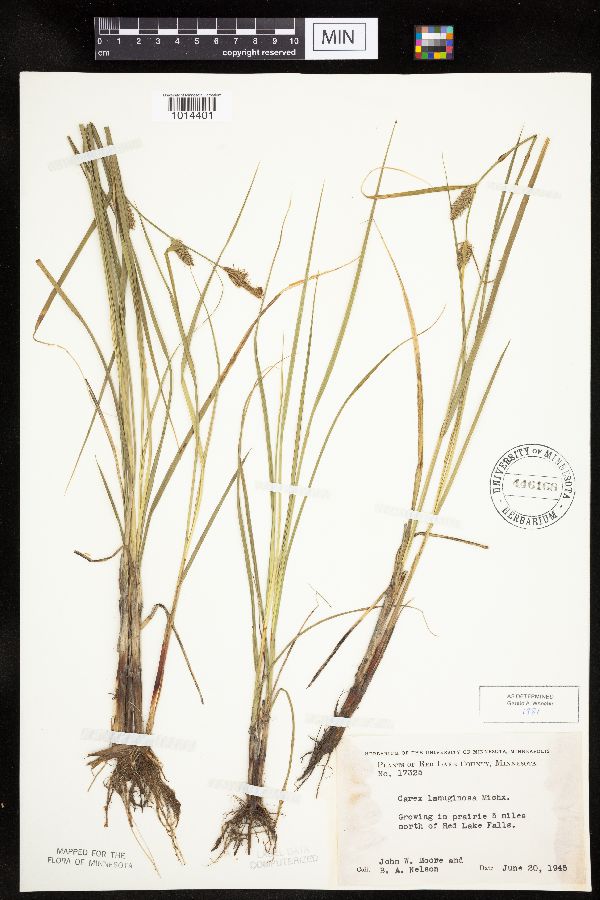 Carex pellita image