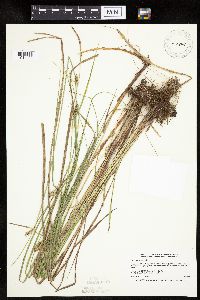 Image of Carex pellita