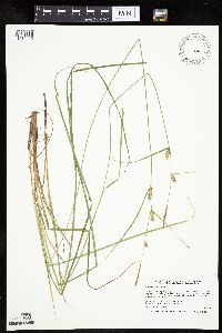 Carex pellita image