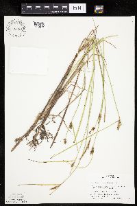 Carex pellita image