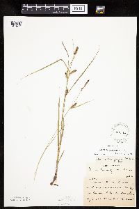 Carex pellita image